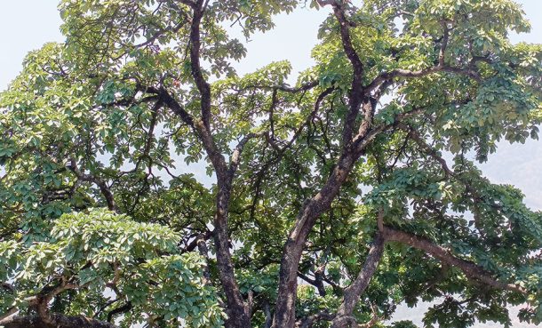 Butter from a tree? Try chiuri! - Landscape Alliance Forests News