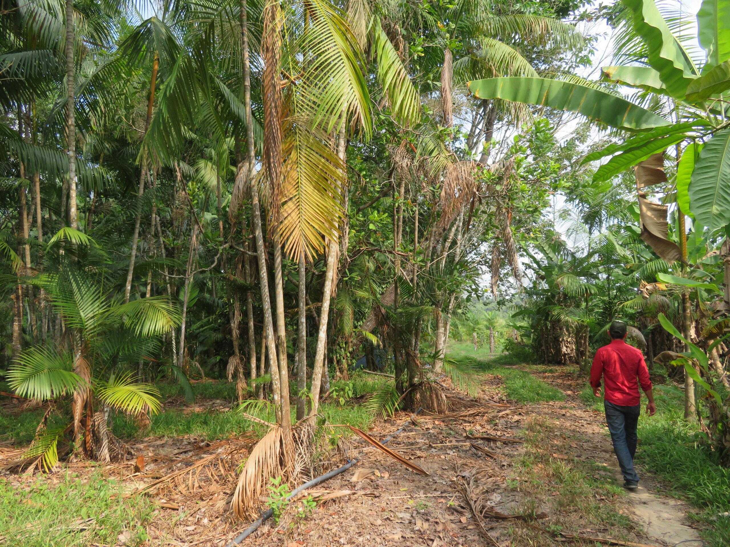 Pesquisa discute o potencial do dendê em SAFs na Amazônia