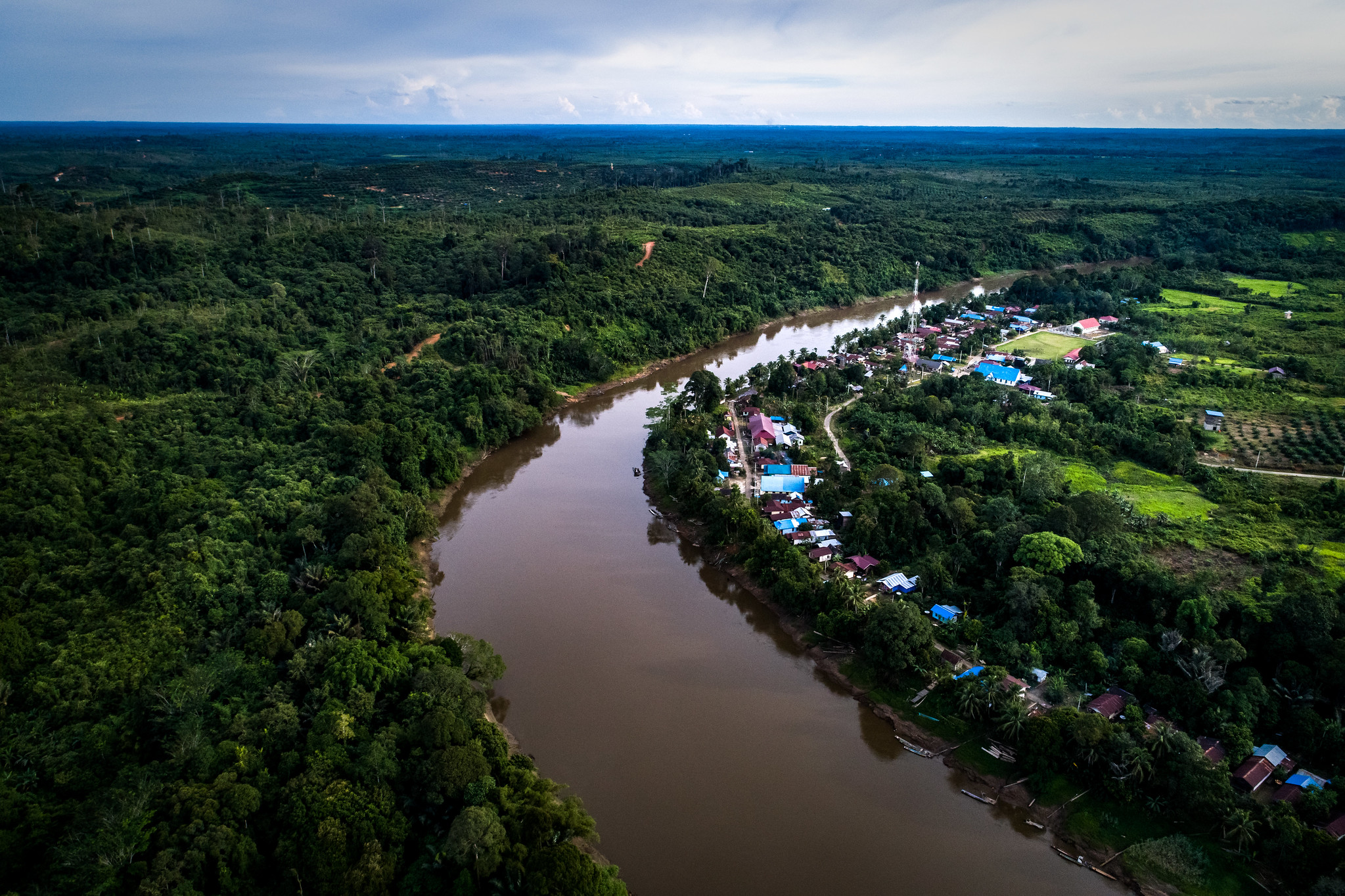 Penjelasan: Bagaimana Pohon Melindungi Kita dari Banjir
