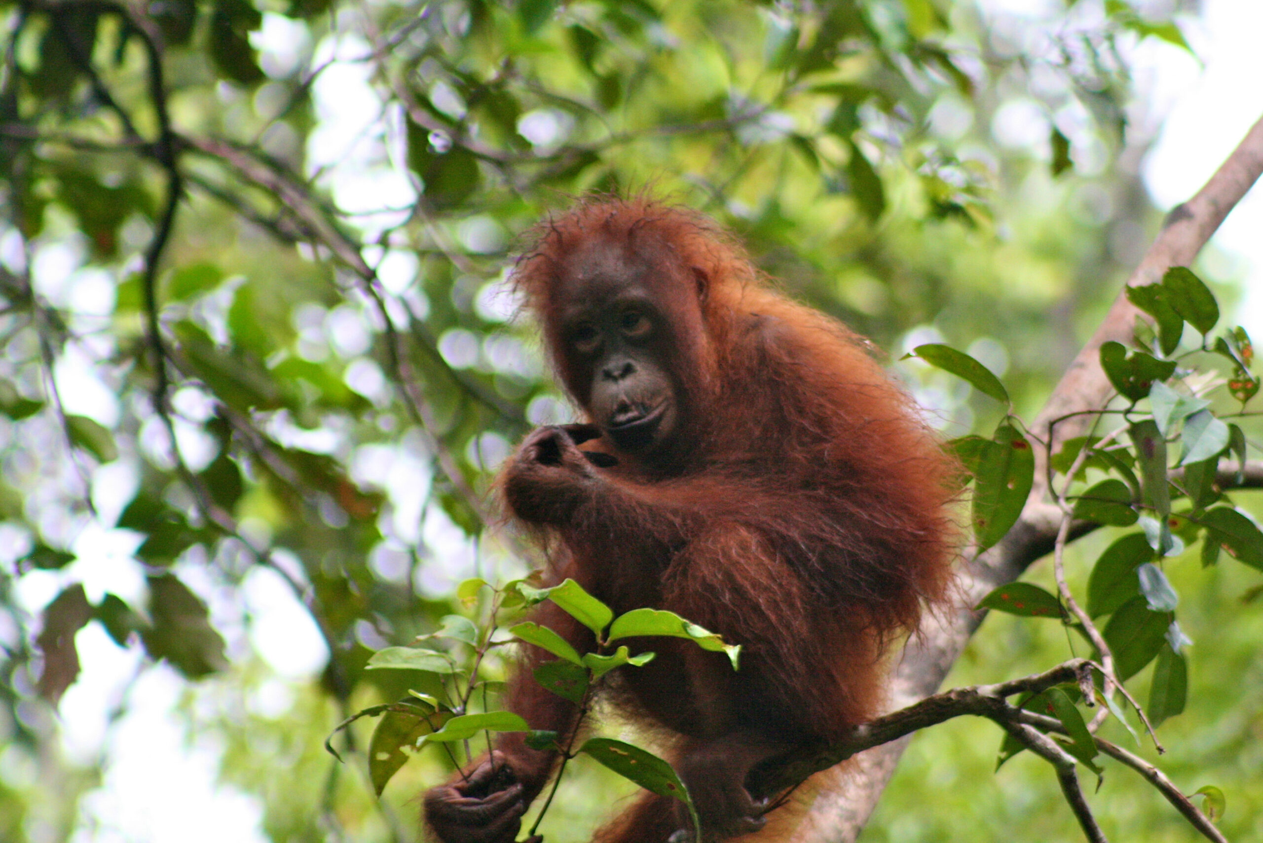 Rencana Keanekaragaman Hayati untuk Semua