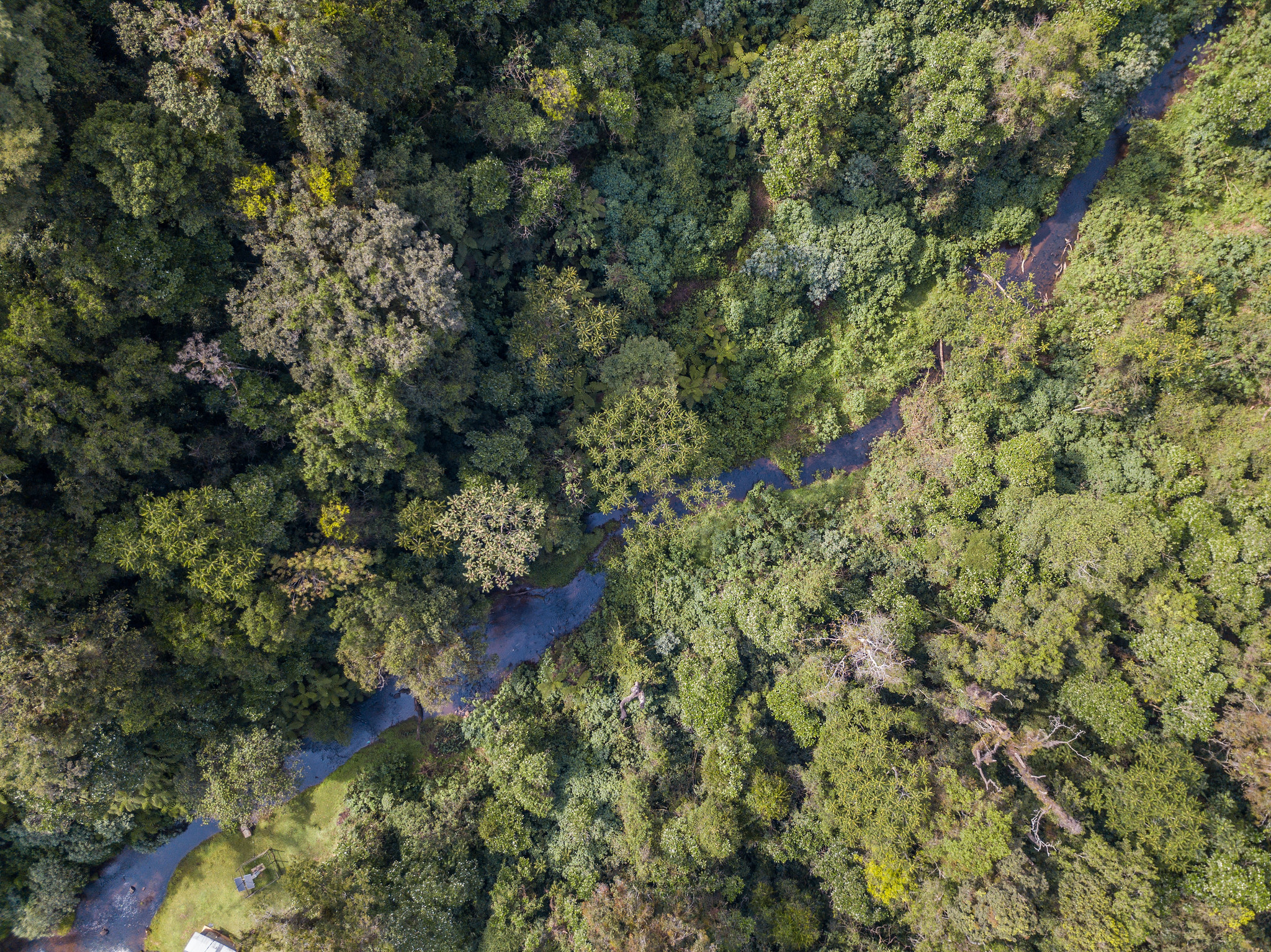 Frente a las graves inundaciones, ¿cómo pueden los árboles ayudar a protegernos?