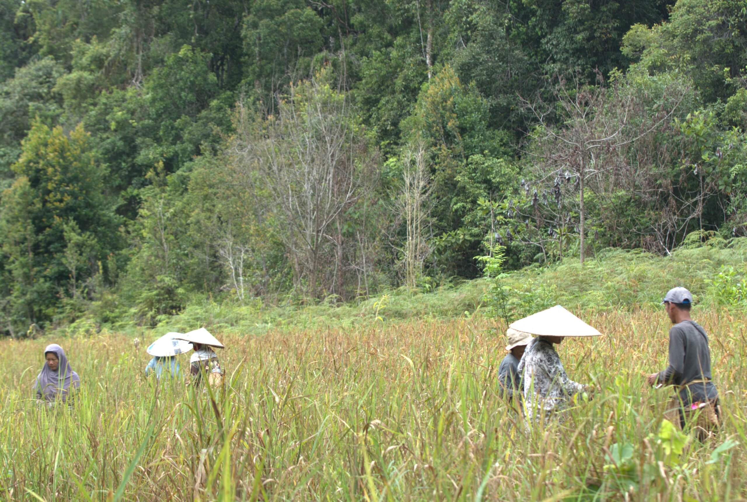 Sistem Perladangan Tradisional Gilir-balik dalam Ketahanan Ekonomi Masyarakat Dayak Iban