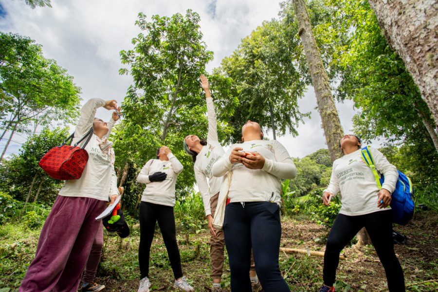 Ambito Rural Mujeres y agroforestería: cuatro estrategias para la equidad y ...