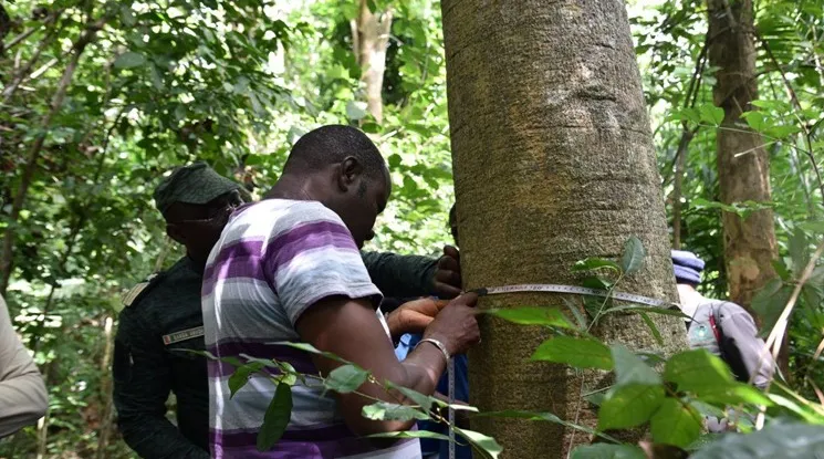 Desde las semillas: Cómo proteger las especies arbóreas nativas y en peligro de extinción