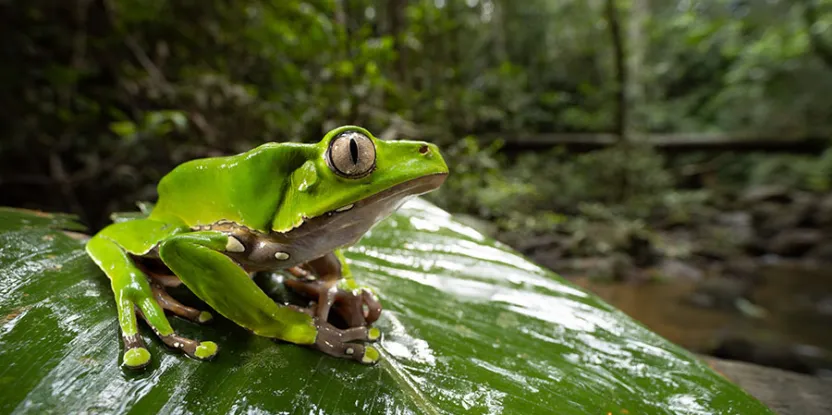 Découvrir ce qui fonctionne pour stimuler les résultats relatifs à la conservation des forêts