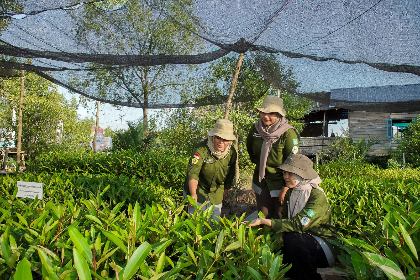 South Sumatran villagers opt for the riches of mangrove restoration