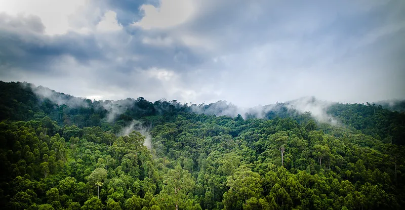 Annonce : La quantité de carbone stockée dans les forêts de la planète et ce qu’il en advient