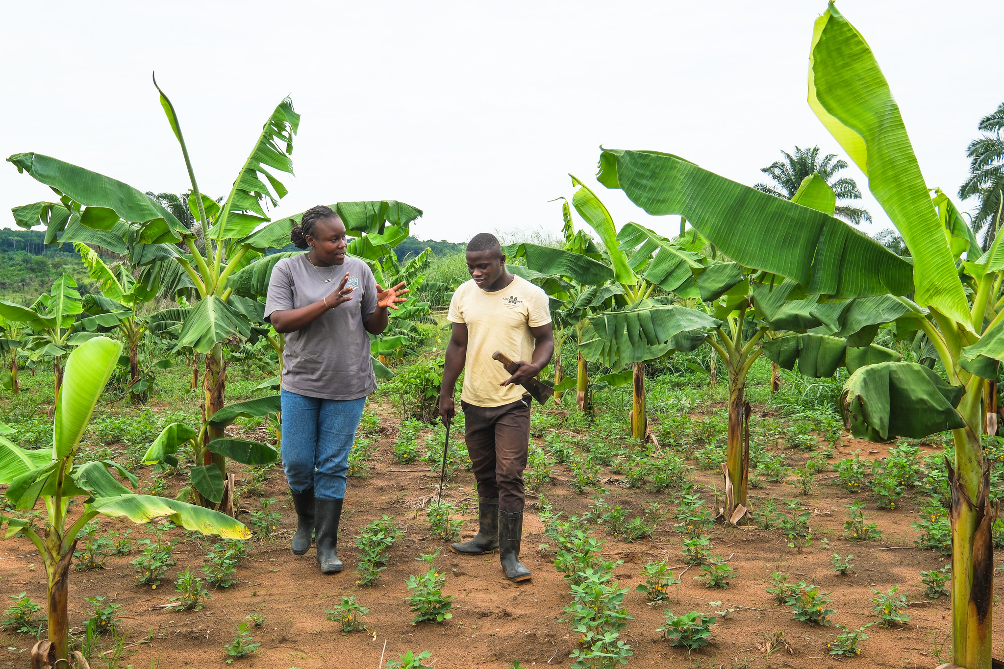 Investigar de forma diferente: Cómo el trabajo interdisciplinar y la cocreación apoyan las transiciones agroecológicas