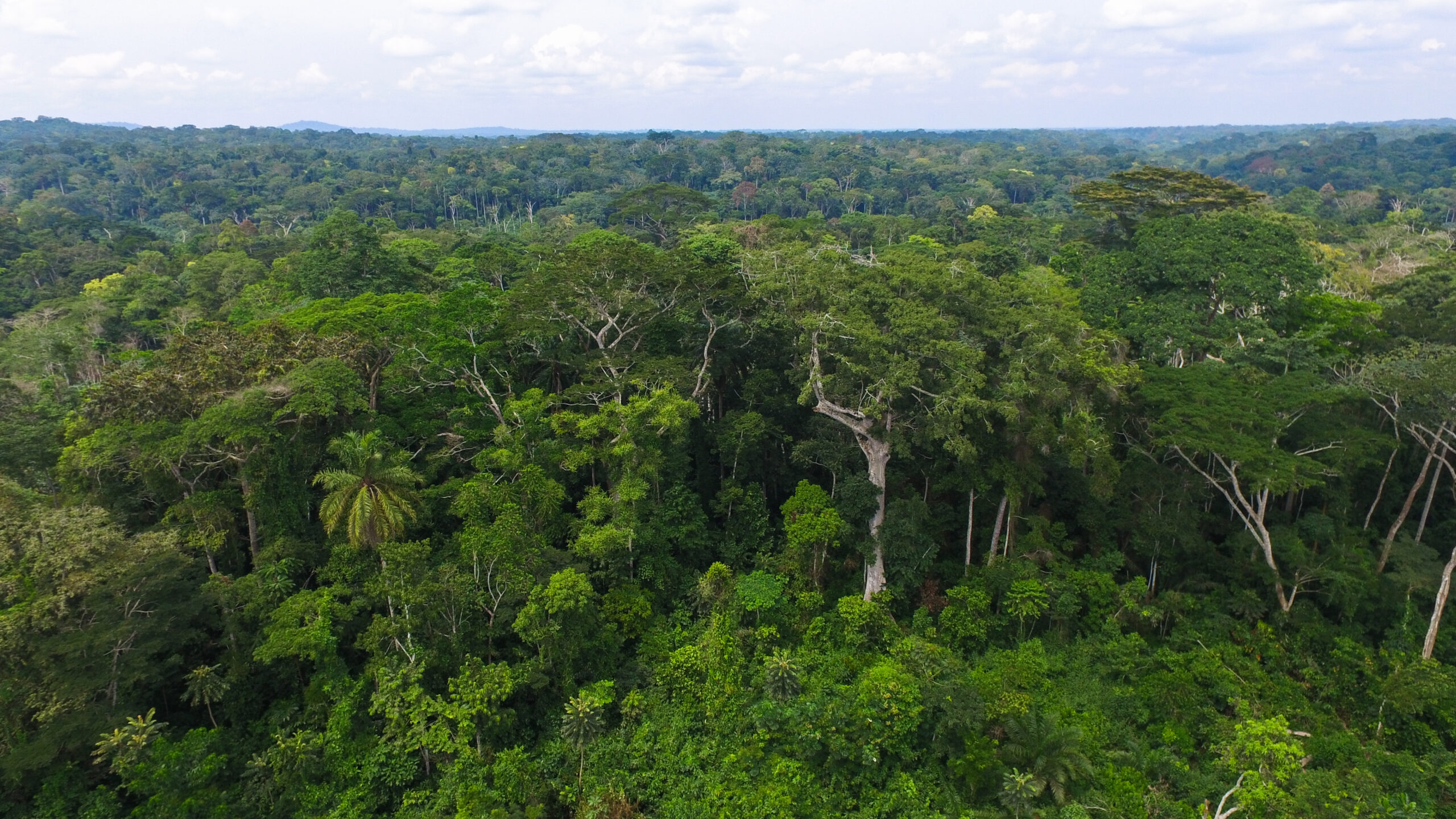 Central African moist forests and savannas are net carbon sinks – for now
