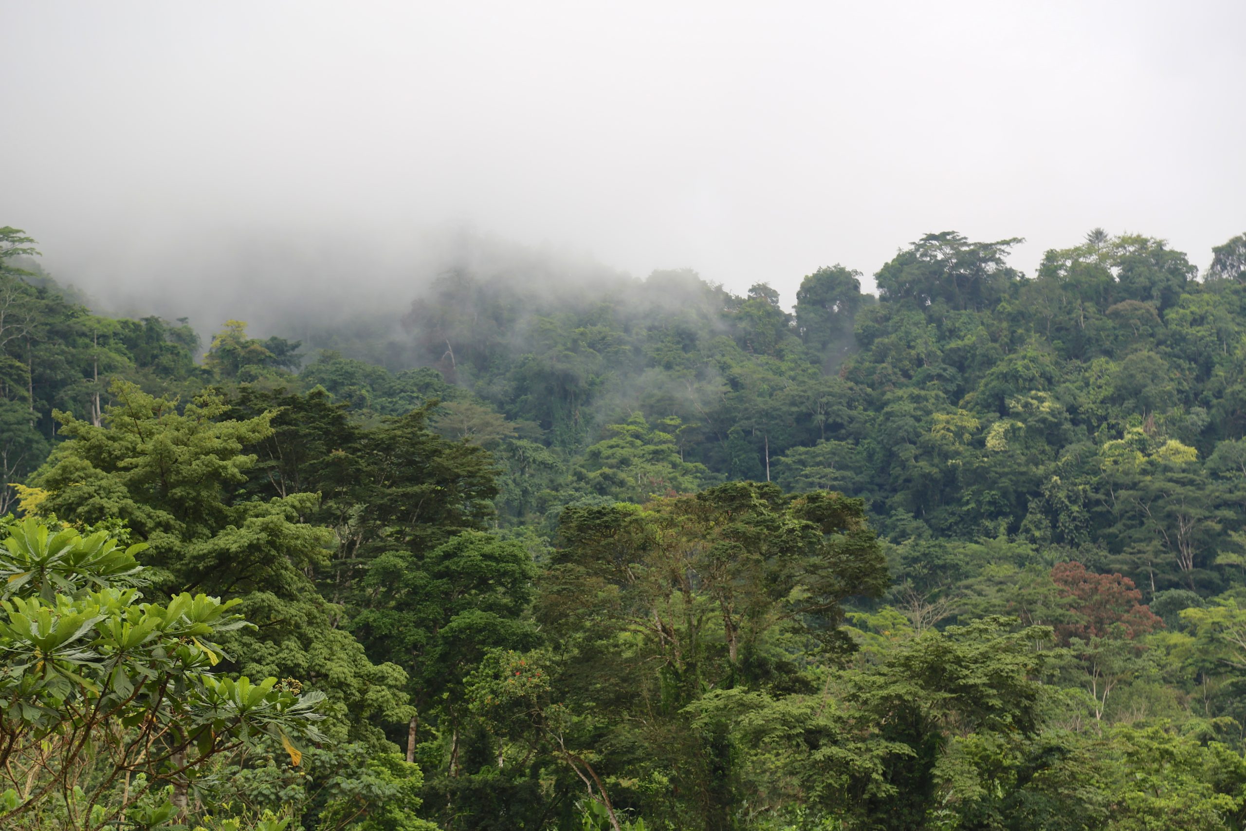 Optimalisasi Pengaturan Organisasi untuk Meningkatkan Implementasi REDD+ di Kamerun