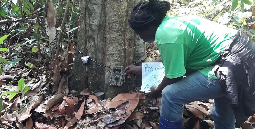 Q+R : Sagesse Nziavake sur les progrès de la surveillance de la faune à Yangambi, RDC