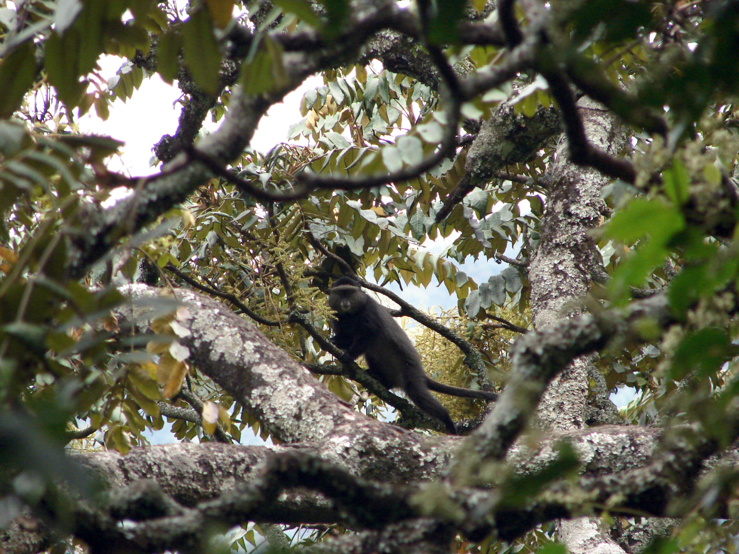 Uganda leads in integrating agriculture and biodiversity conservation