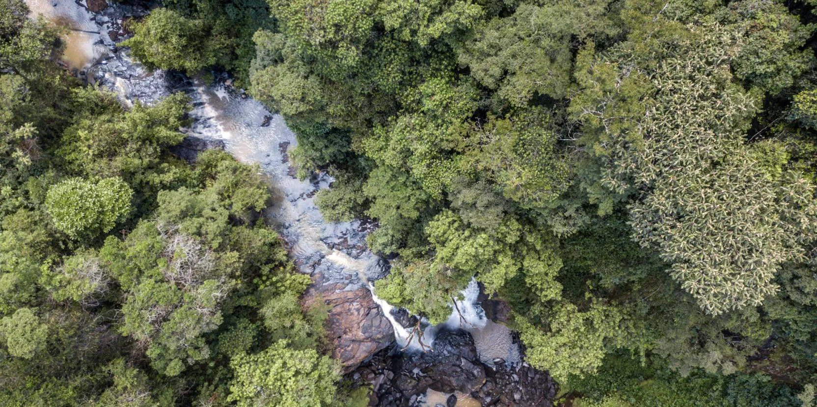 Bioéconomie basée sur l’agroforesterie pour les transitions vertes en Afrique