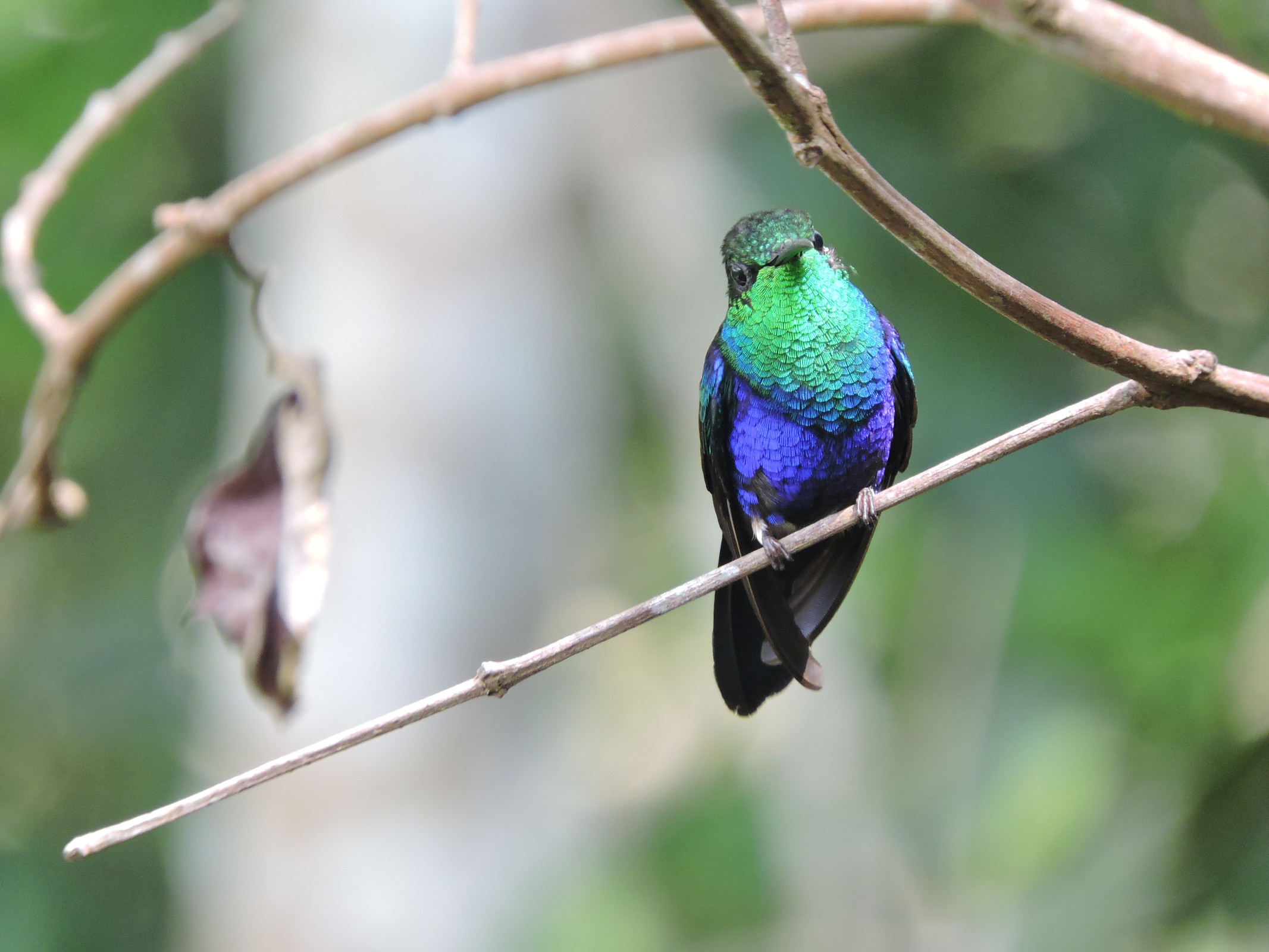 Recuperação de ecossistemas para a biodiversidade e as pessoas: o que está em jogo para a América Latina na COP16