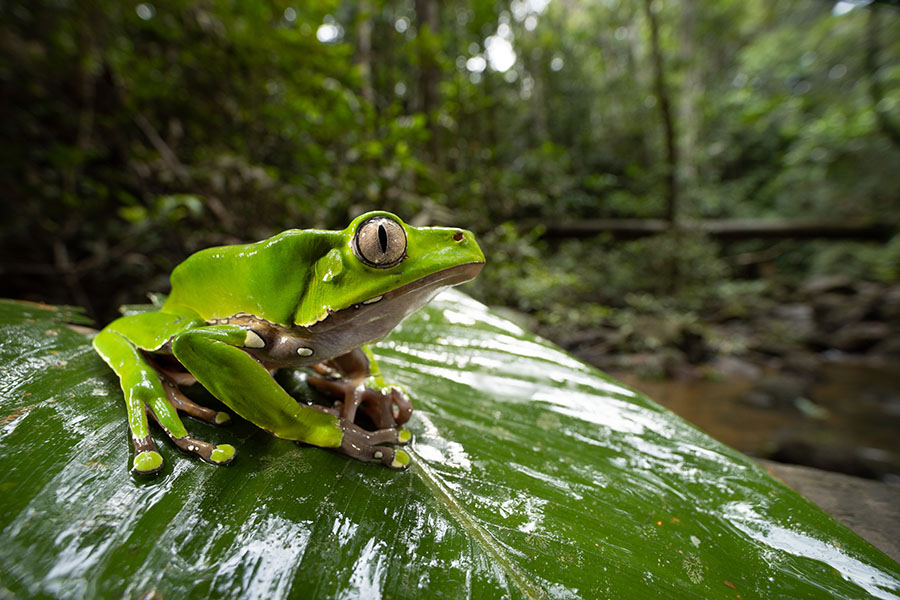 Menuju keberhasilan konservasi: pelajaran dari evaluasi dampak intervensi hutan