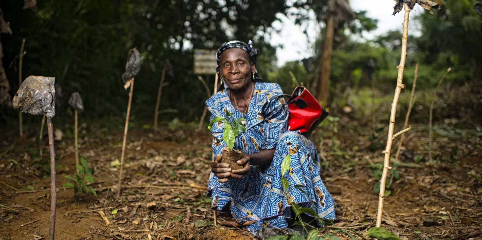 Nourrir l’avenir : Renforcer la productivité des cultures vivrières africaines locales