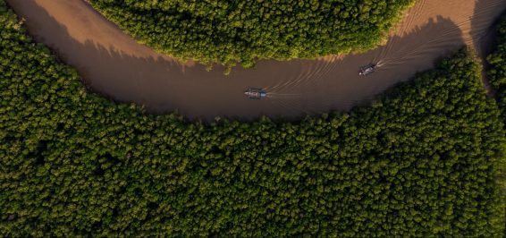 Pohon, iklim dan masyarakat: Narasi lingkungan yang menentukan di 2024