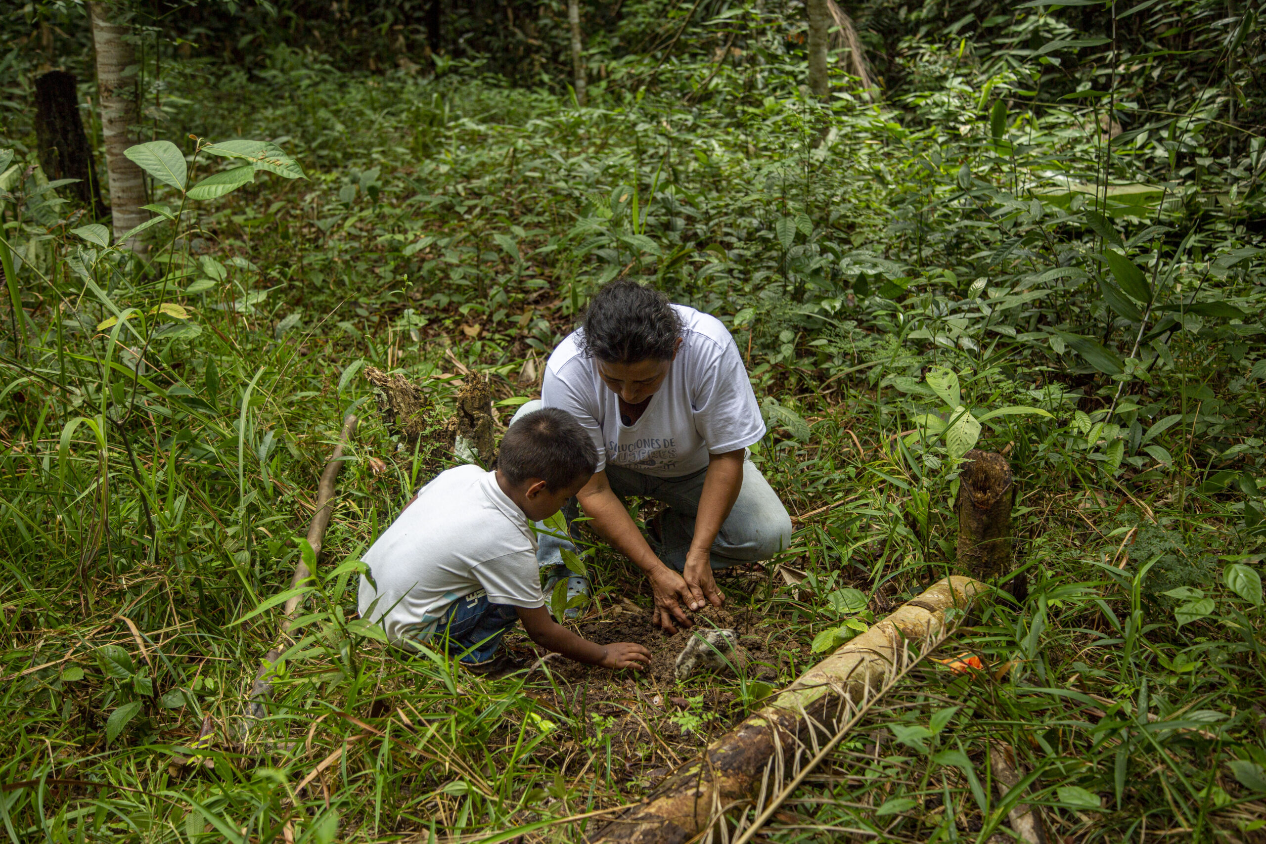 Restoring the Amazon basin ecosystems: From promises to action