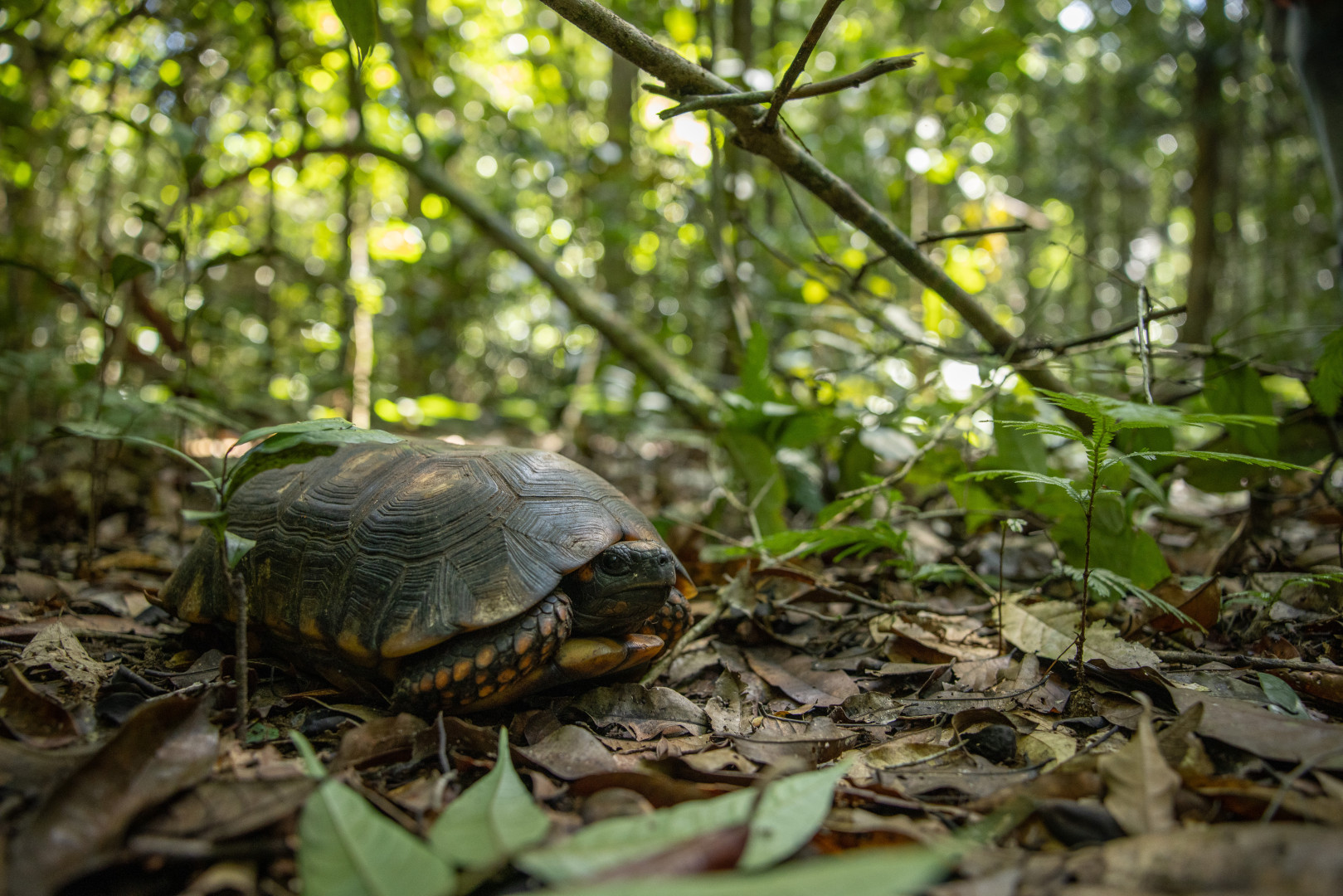 Se lanza el Estándar Global de Biodiversidad para una restauración con verdaderos impactos positivos