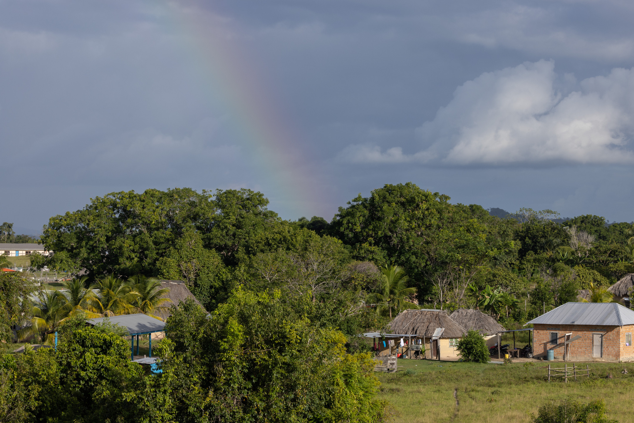 2024: Un año de esperanza y desafíos para los bosques del mundo