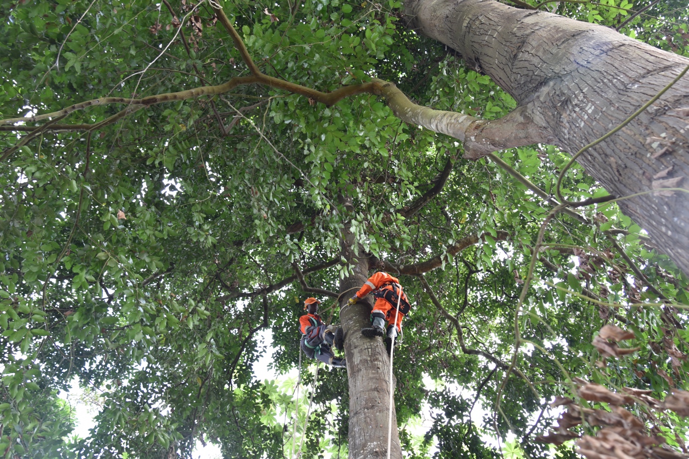 Pioneering “respectful” seed collection through high tree climbing in Côte d’Ivoire
