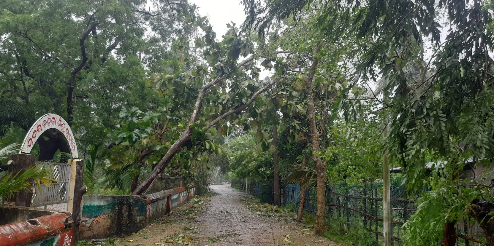 Sur le passage d’un cyclone, le pouvoir protecteur des mangroves est plus déterminant que jamais