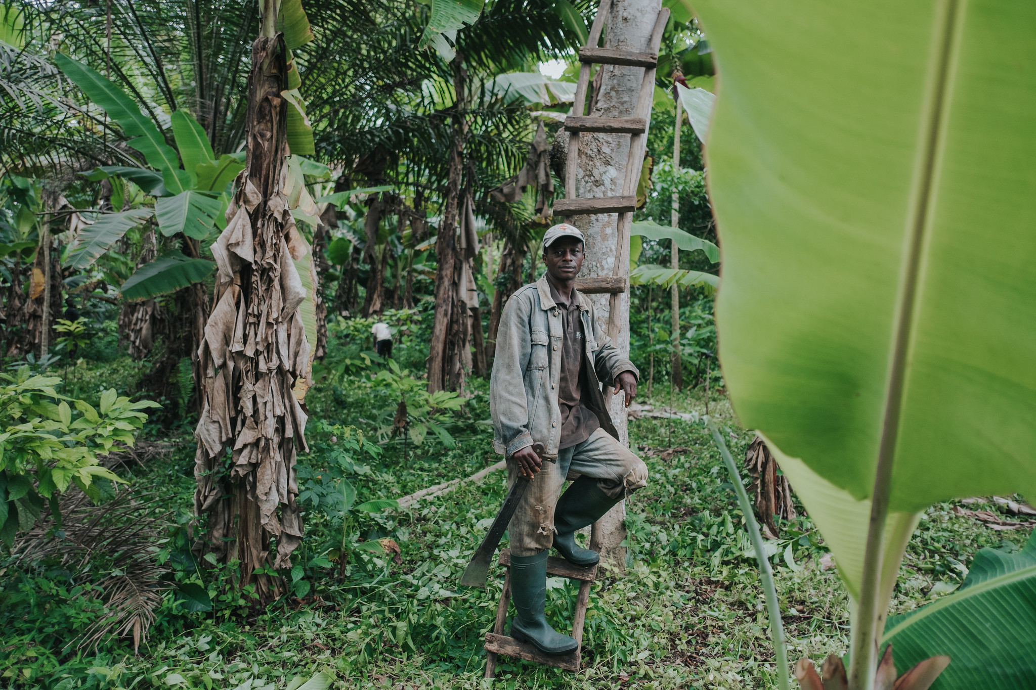 Pay attention to perennial crops’ sustainable development potential, urge scientists