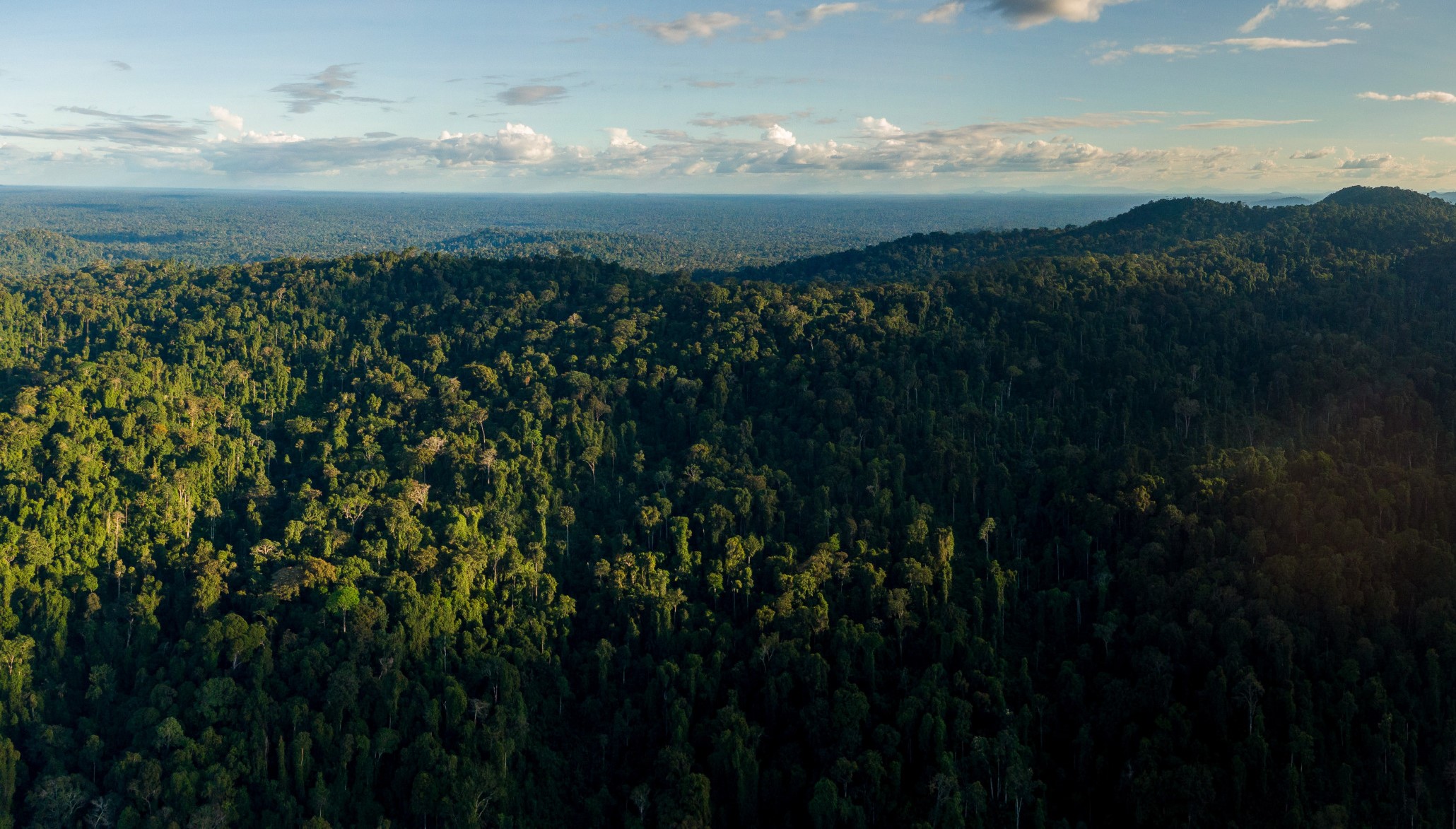 Un 2025 más verde: ¿Qué trae el año para los bosques, el financiamiento climático y la naturaleza?