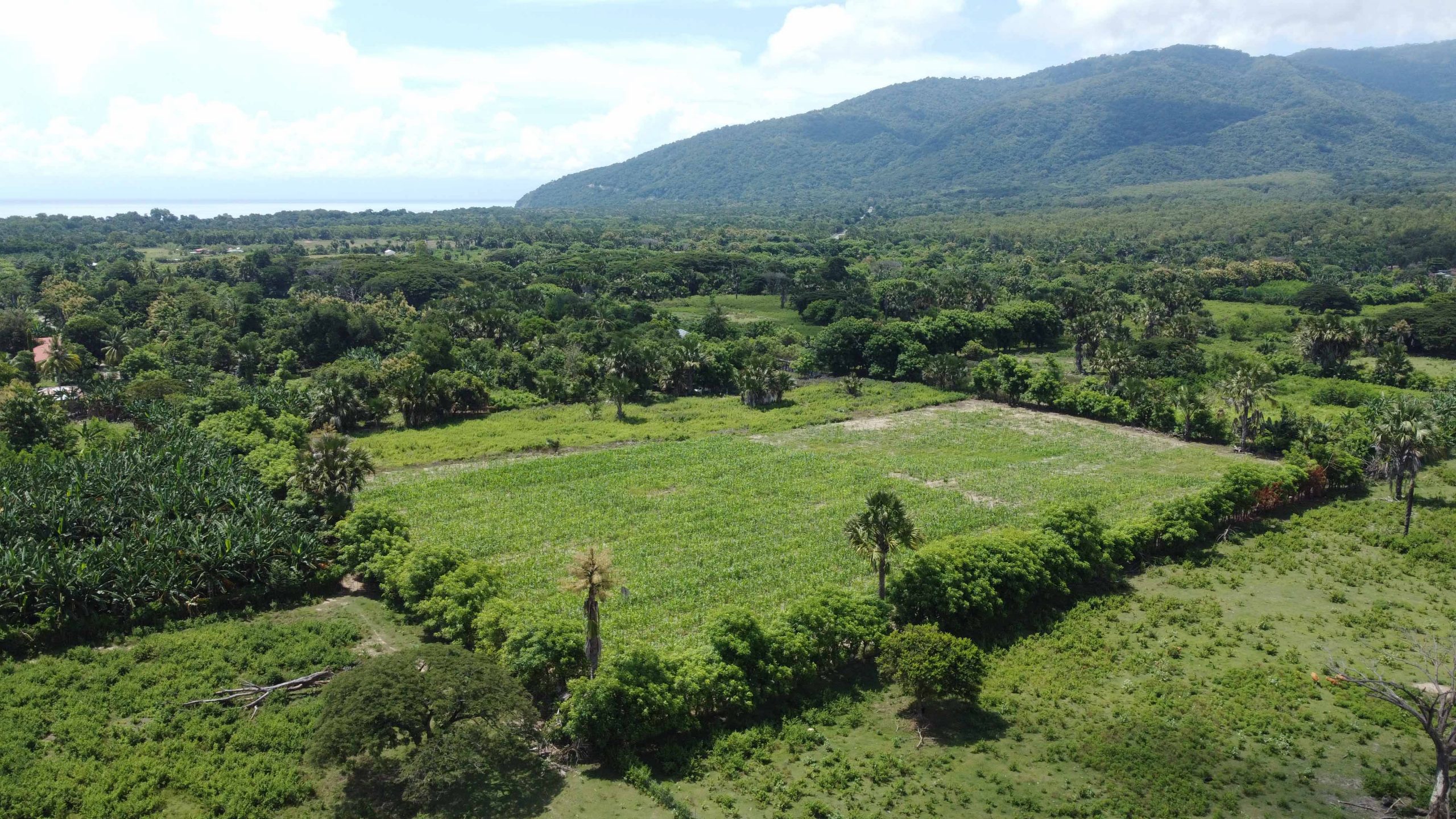 Sinergi pemangku kepentingan memanfaatkan agroforestri untuk kelestarian hutan di Timor Leste