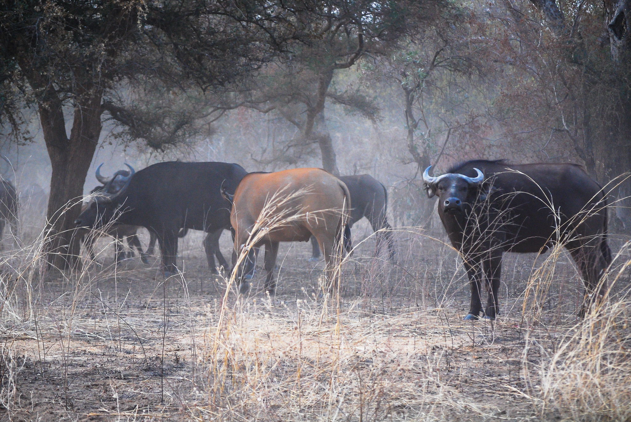 Biodiversity and forests: Africa strengthens its resilience through regional Centres of Excellence