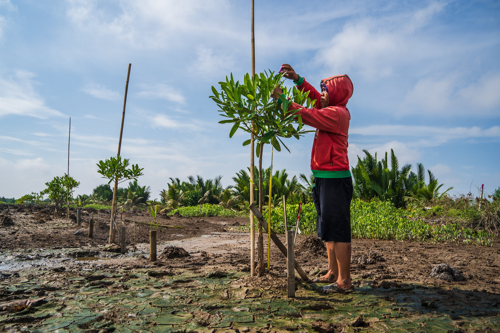 Formulating the ideal mangrove business model in Indonesia