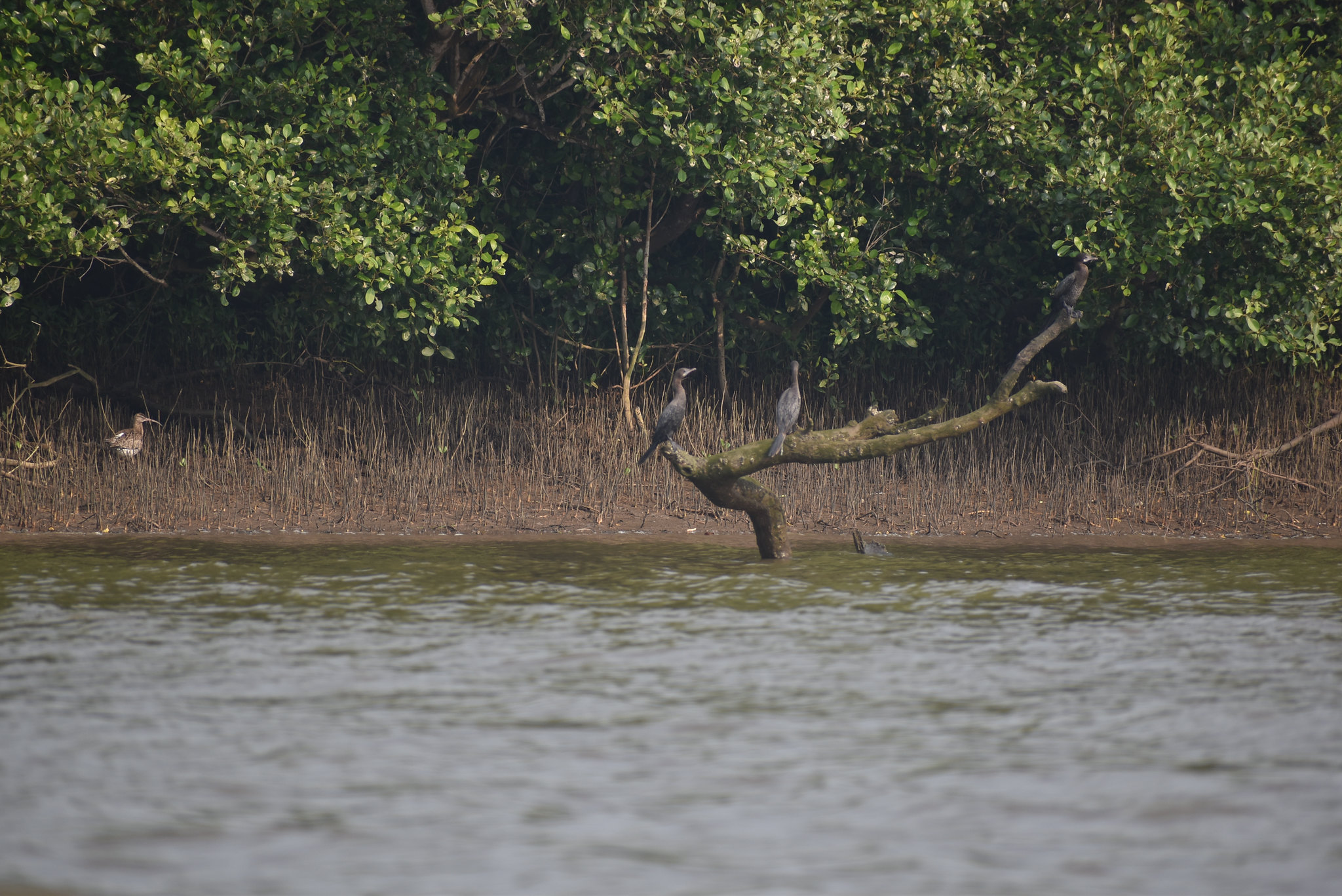 Wetlands: These ‘in-between’ ecosystems matter more than you might think