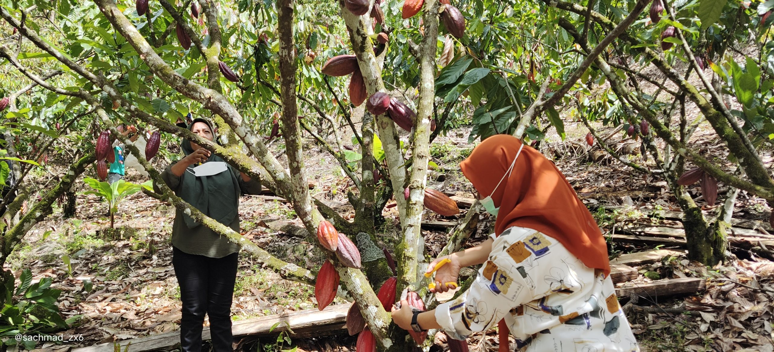 Membudidayakan perubahan dan ketahanan agroforestri tropis