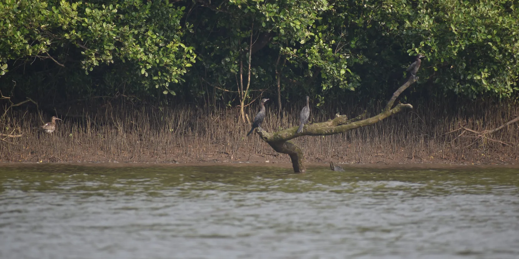 Zones humides : ces écosystèmes « intermédiaires » comptent plus que vous ne le pensez