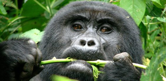 La banque verte : Que savez-vous des mécanismes de financement de la conservation ?