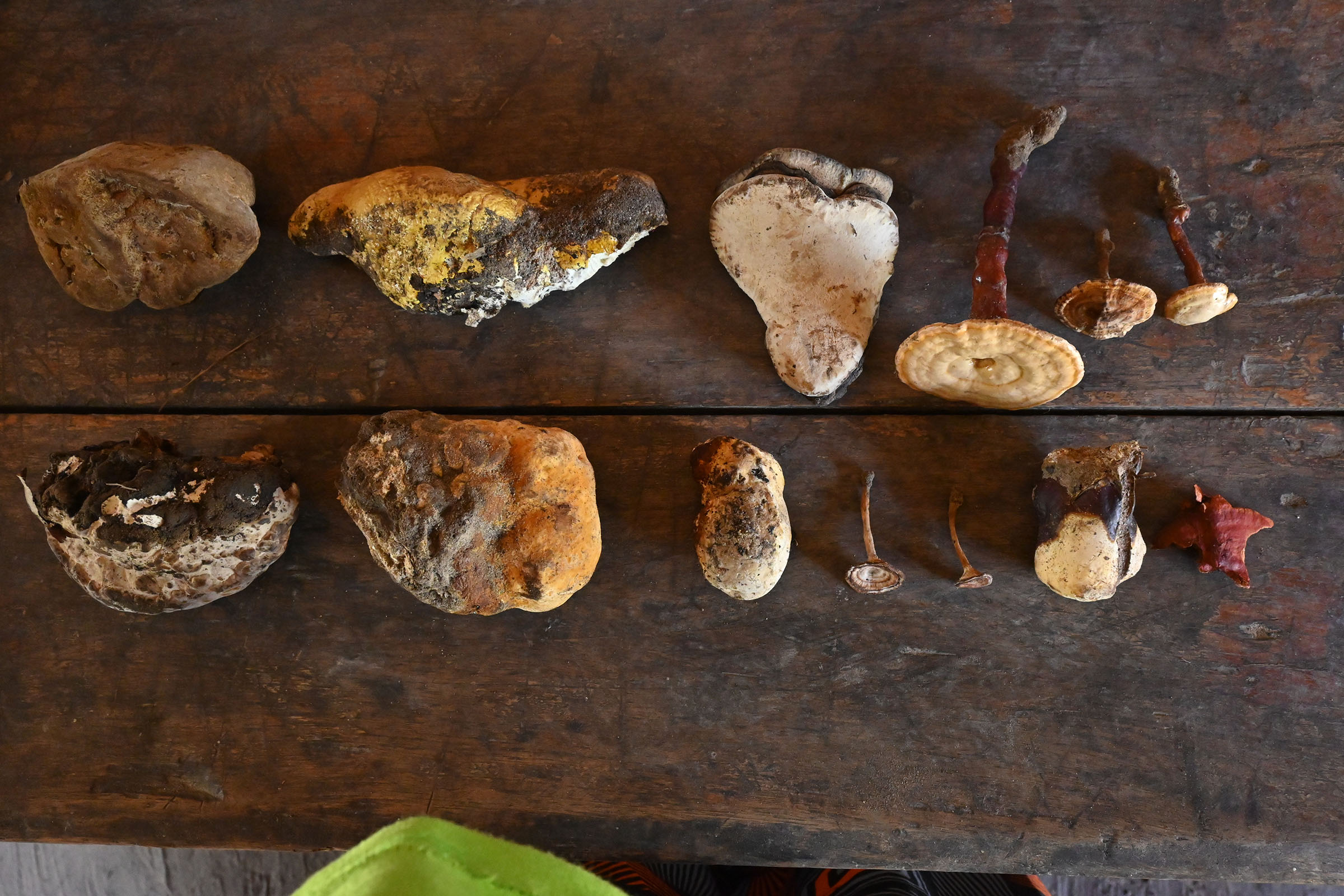 Nature’s pantry: How mushrooms are transforming lives in Zambia’s Miombo woodlands