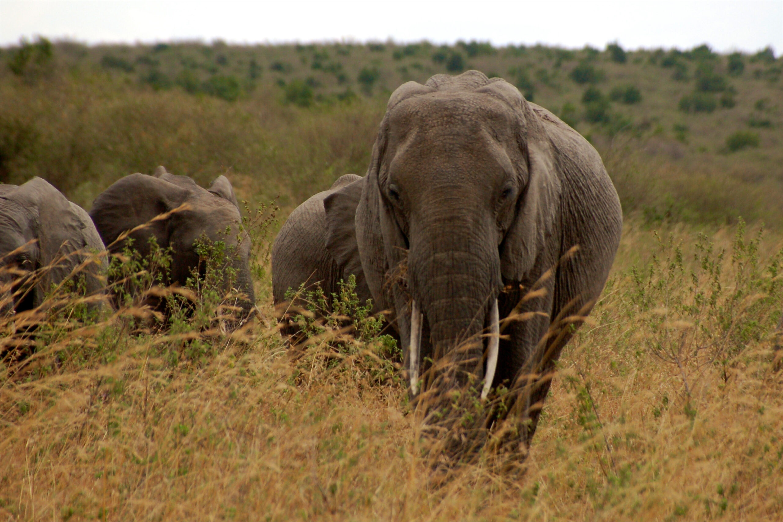 Trapped and wasted: Africa’s iconic wildlife face an uncertain future