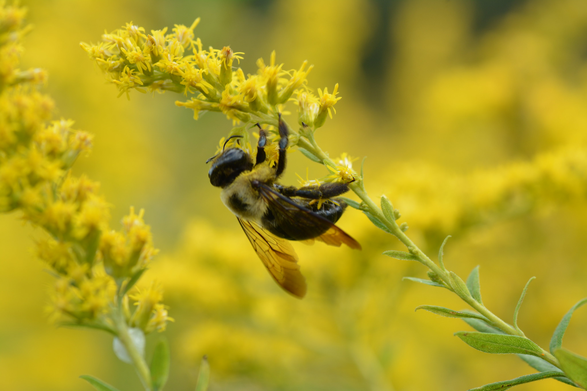 Cuando se protege a las abejas, los bosques y los cultivos florecen