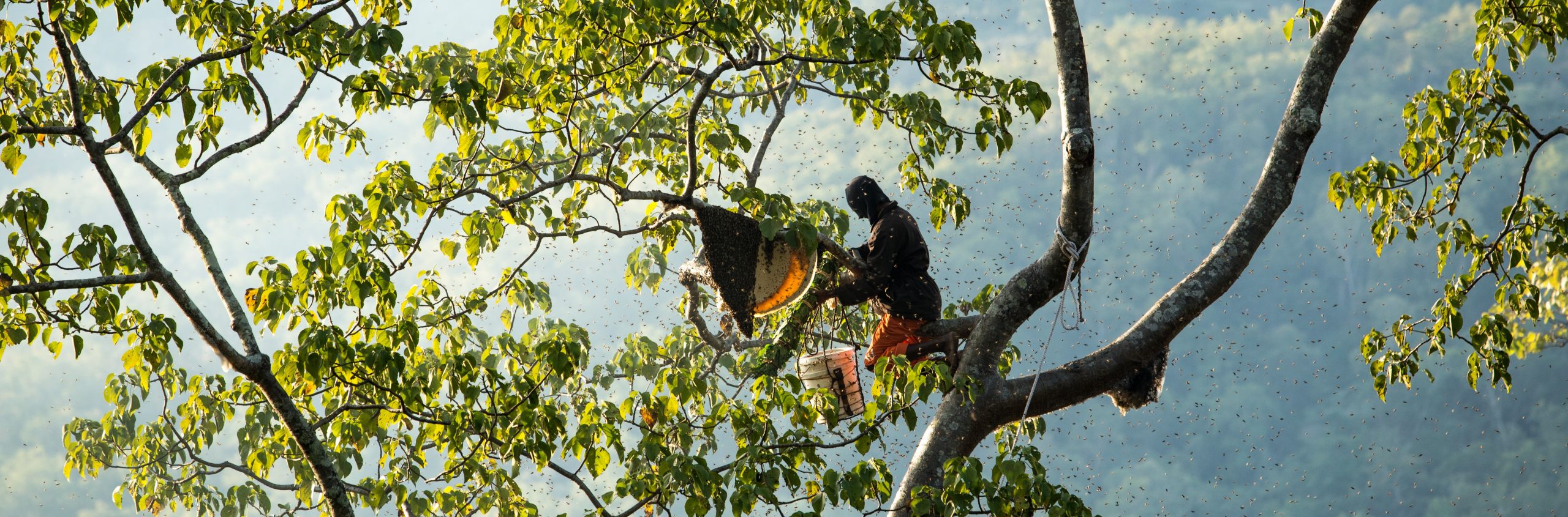 Bagaimana lebah membawa kehidupan baru ke hutan