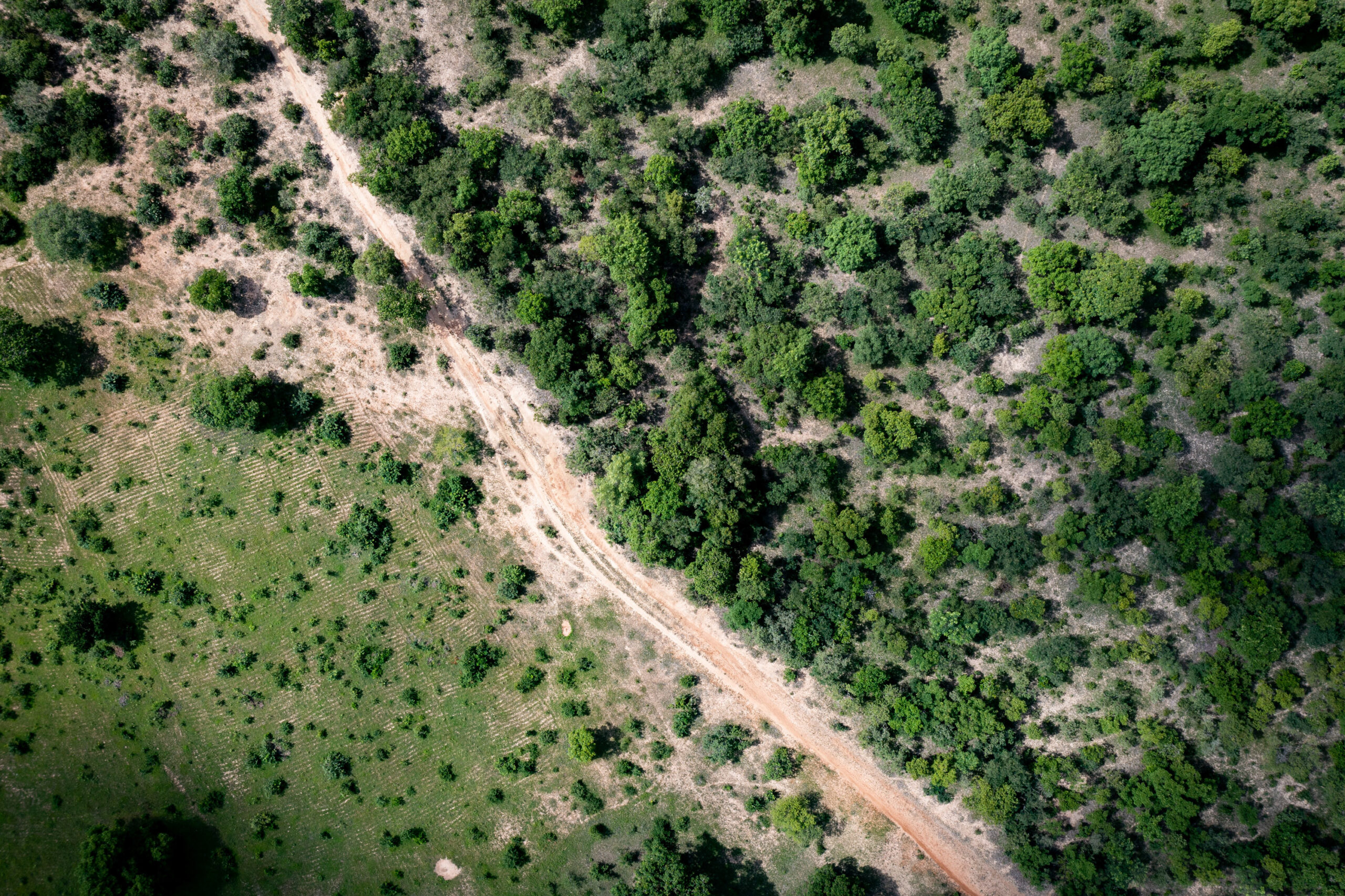 Can private investment drive forest restoration at scale?