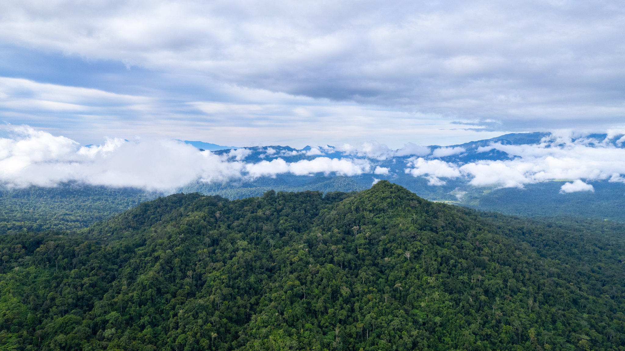 Can we protect old trees by planting new ones?