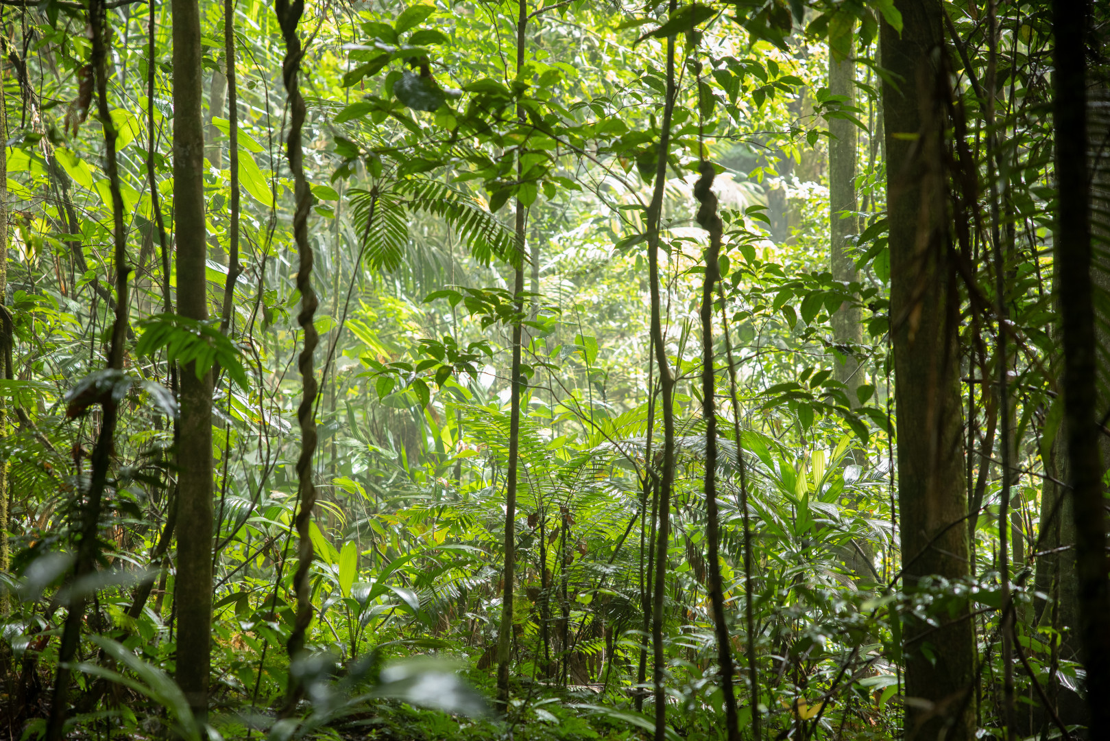 Mercados de carbono y de biodiversidad: Salvar la naturaleza exige más que una lógica de transacciones