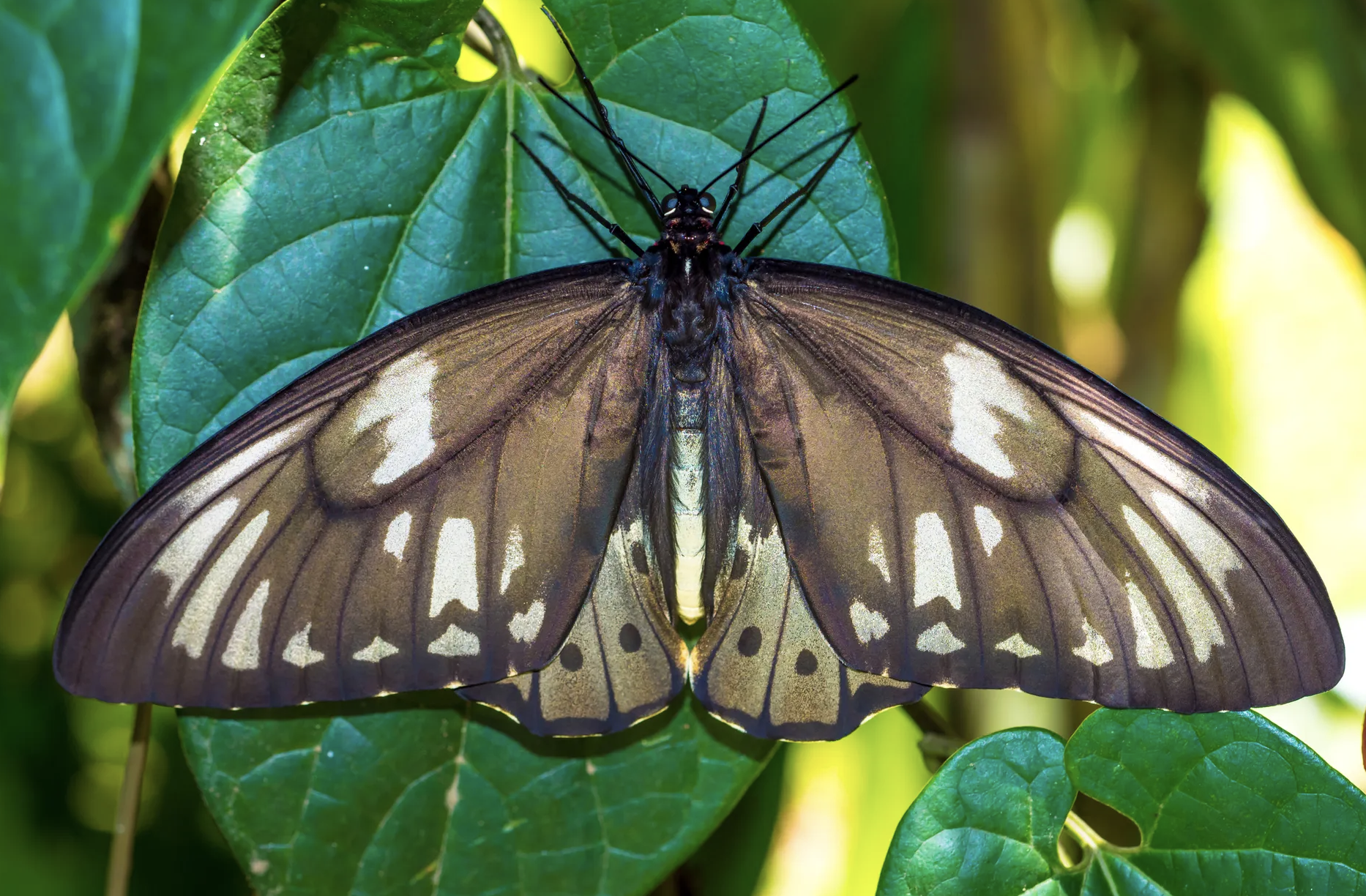 Butterfly effect: Can one insect help save the rainforest?