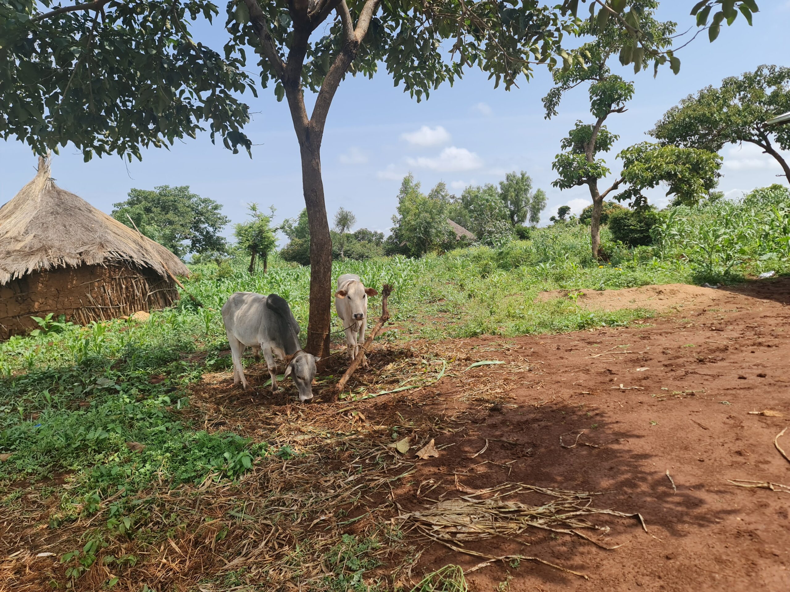 Ethiopia moves toward a national agroecology strategy