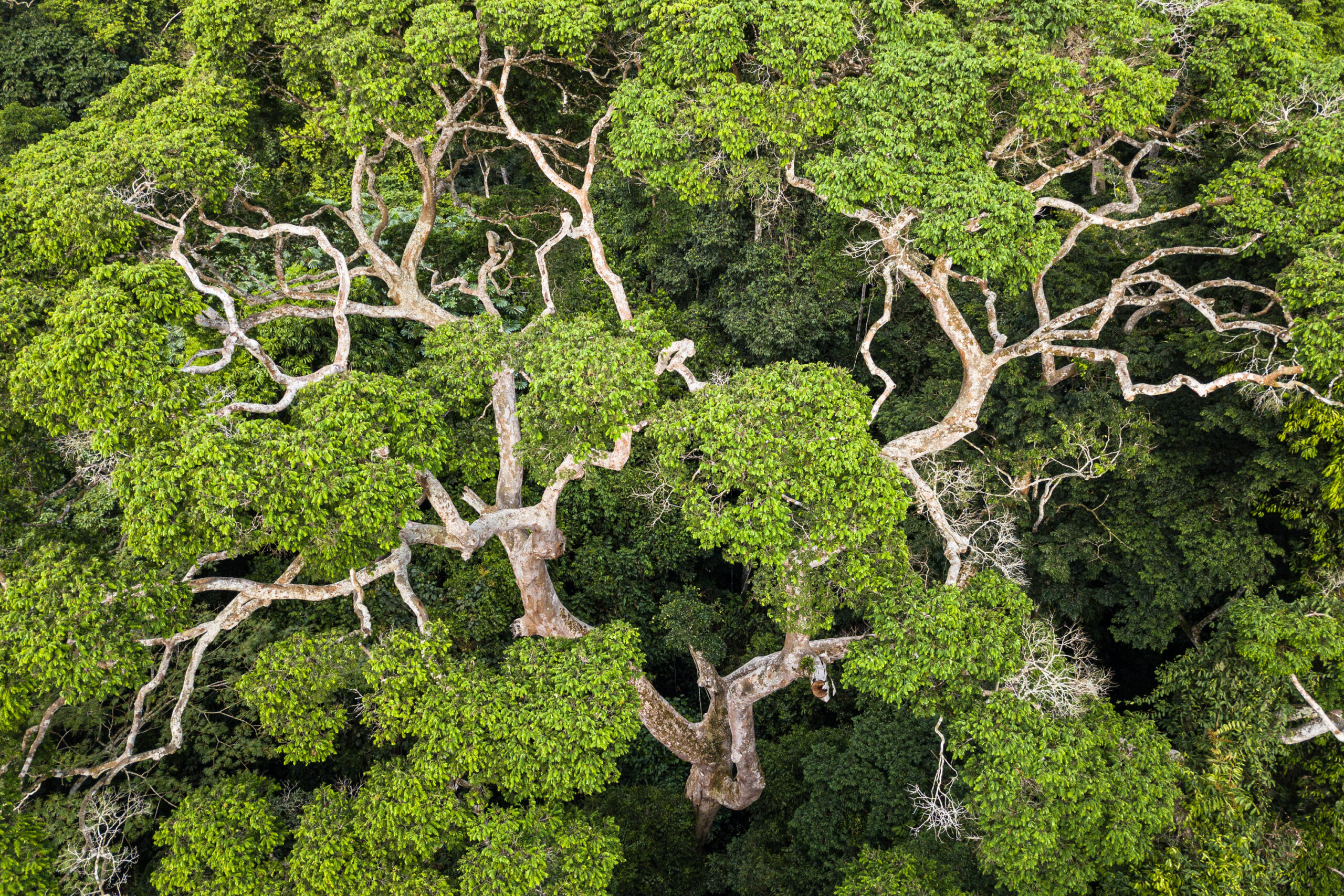 “La reasignación de subsidios perjudiciales es nuestra principal herramienta para financiar la biodiversidad”