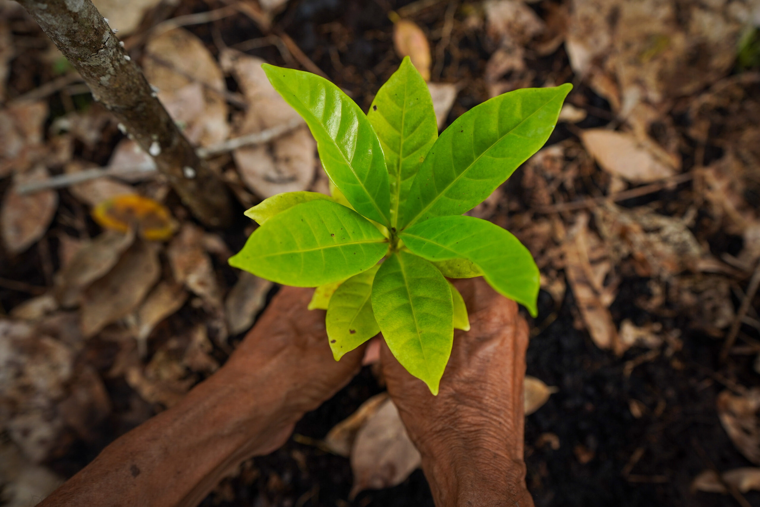 ¿Está la restauración de ecosistemas suficientemente orientada por la evidencia?