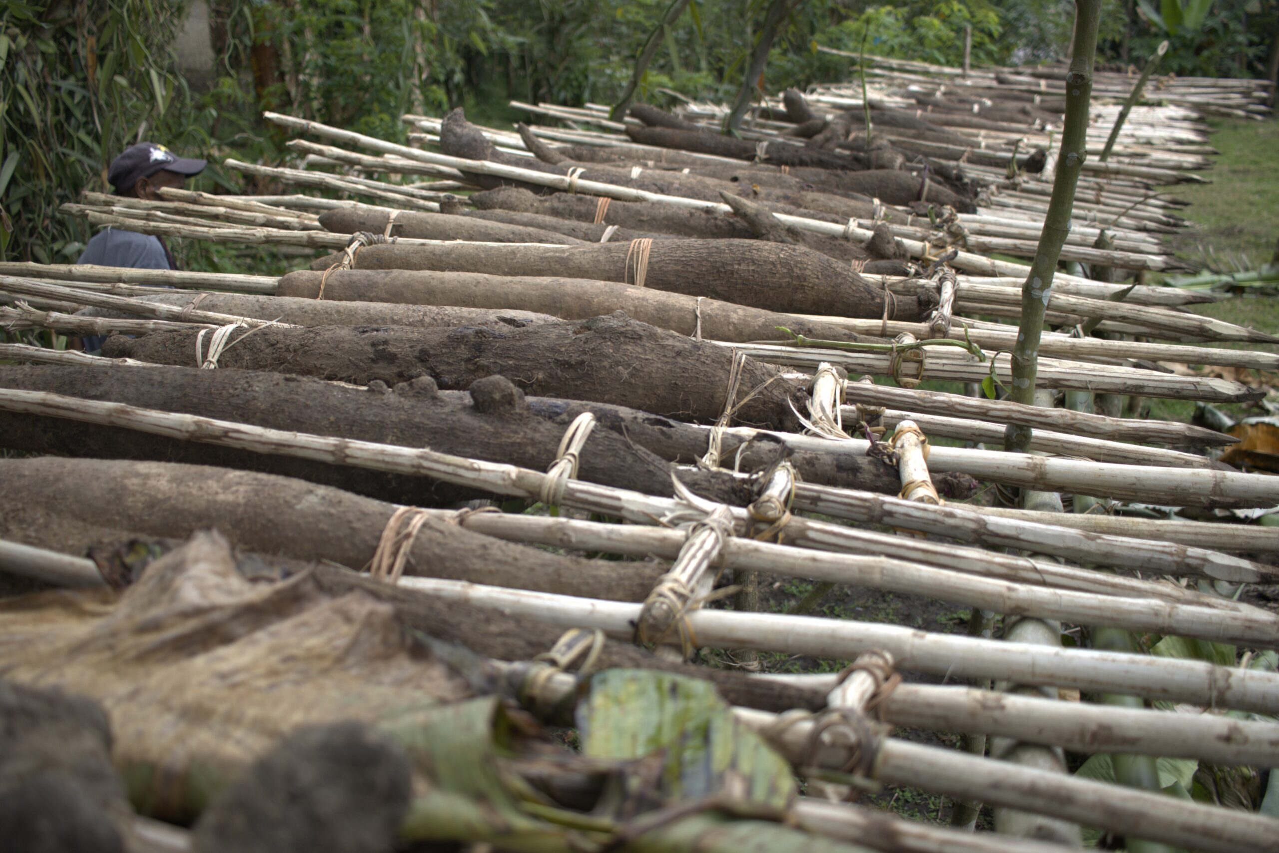 Growing giants: How yams shape identity, knowledge and power in PNG