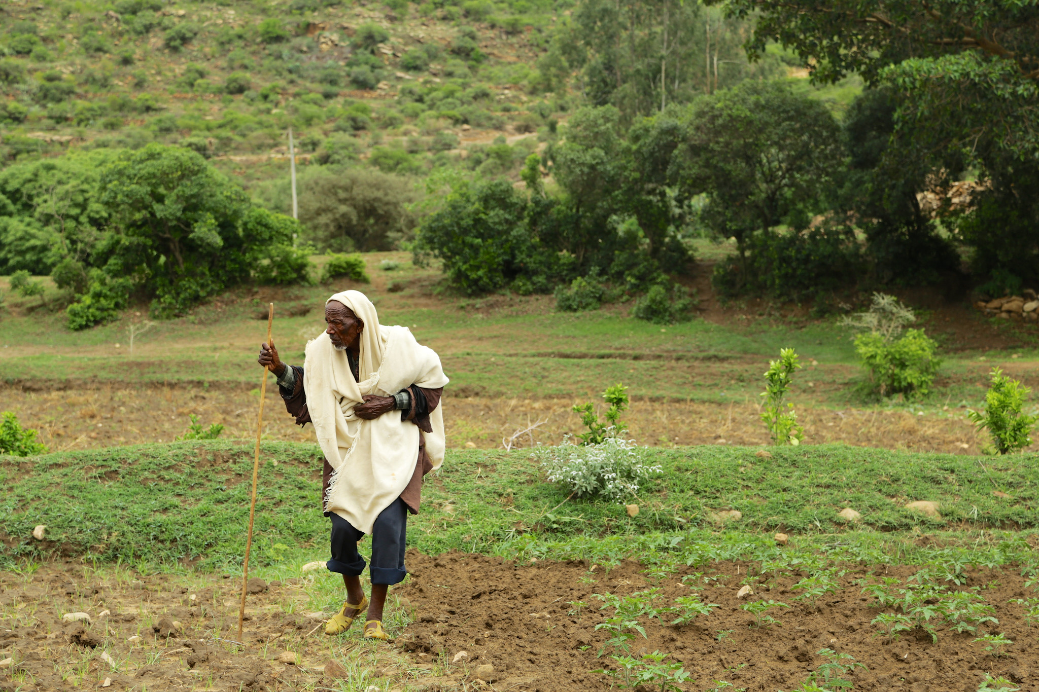 Hands-on learning from Gergera: Training brings watershed restoration to scale in Tigray