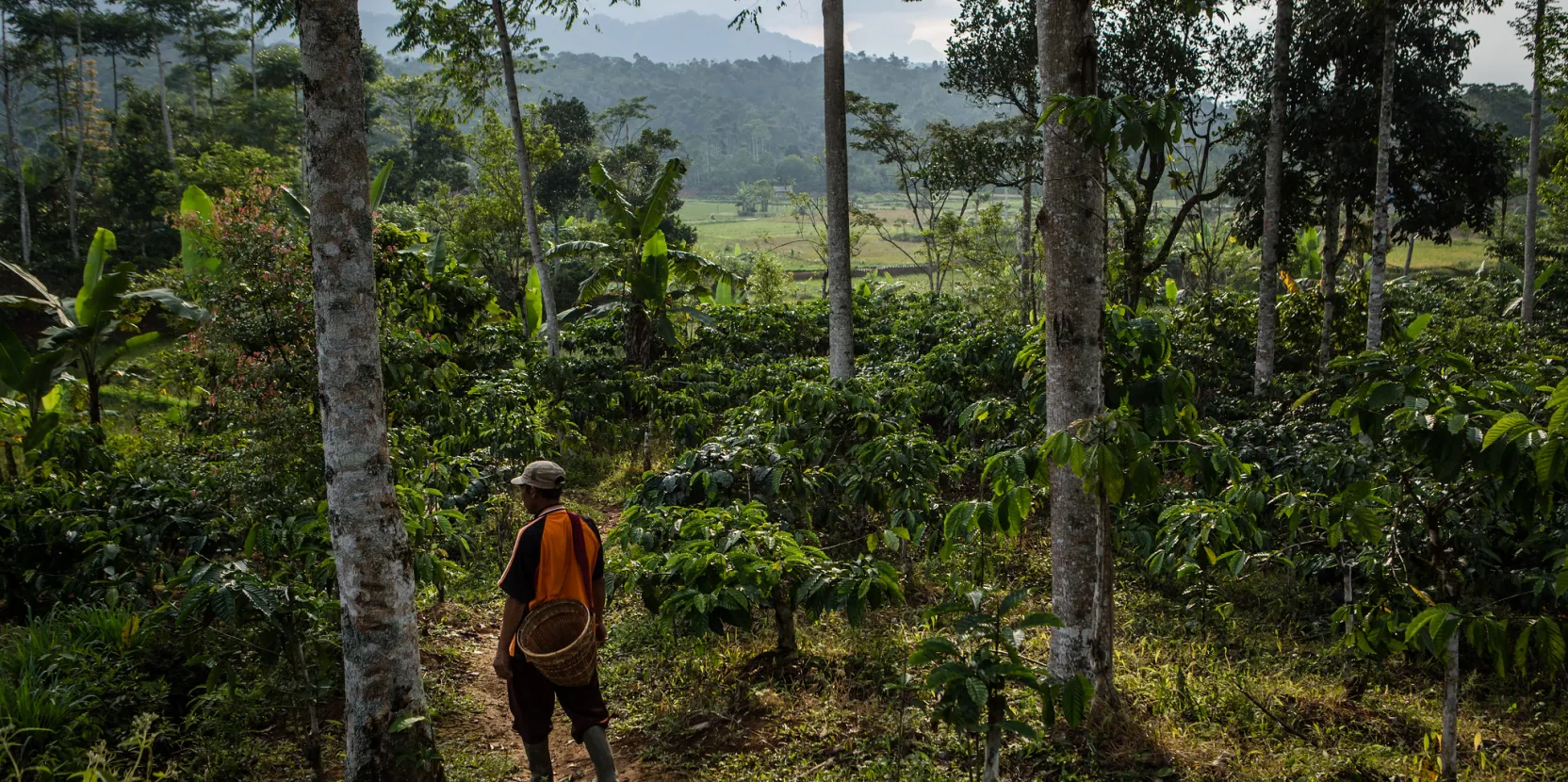 Réguler le commerce mondial sans nuire aux exploitations agroforestières ?