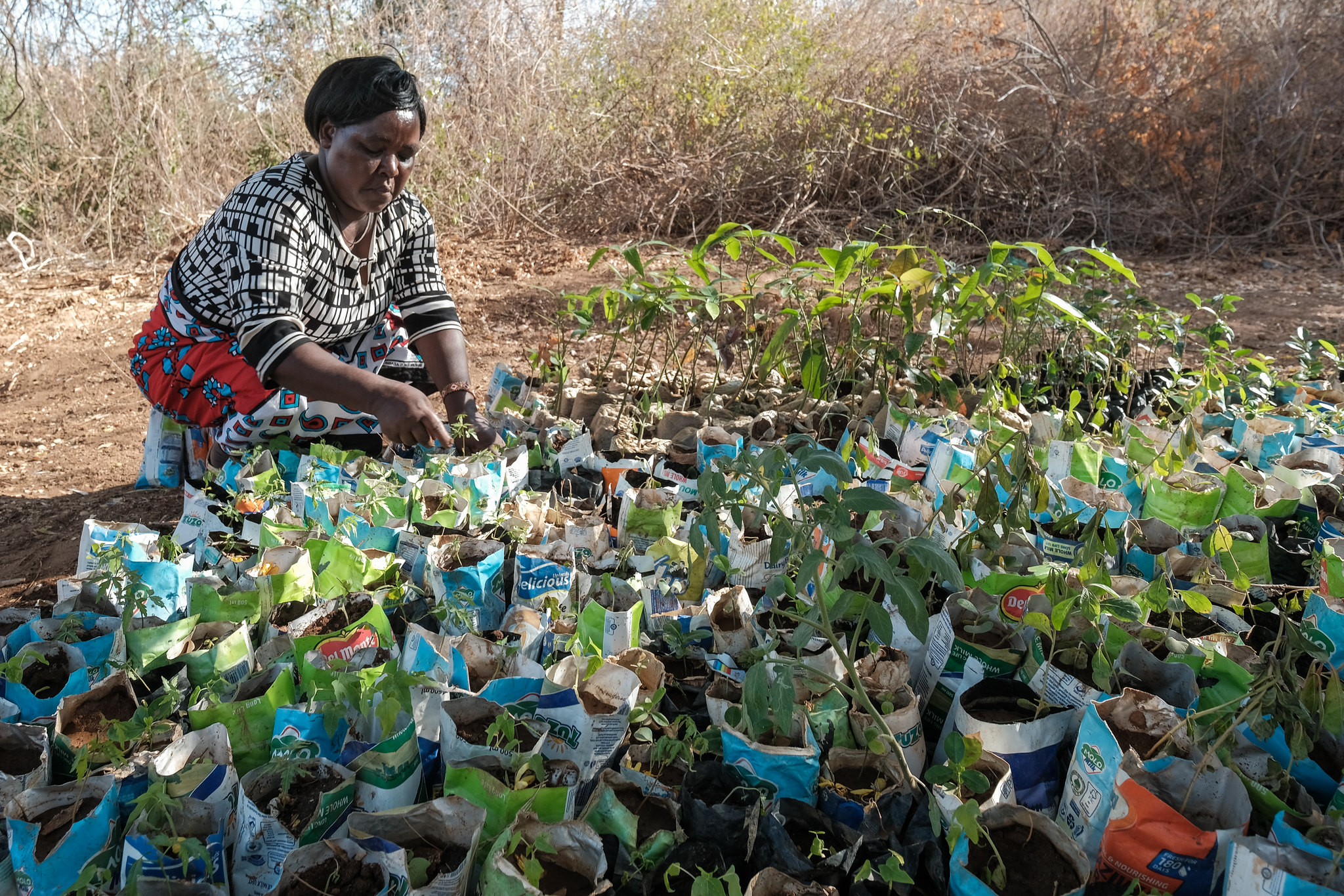 Kenyan tree-seed sector needs policy overhaul to boost ecosystem restoration
